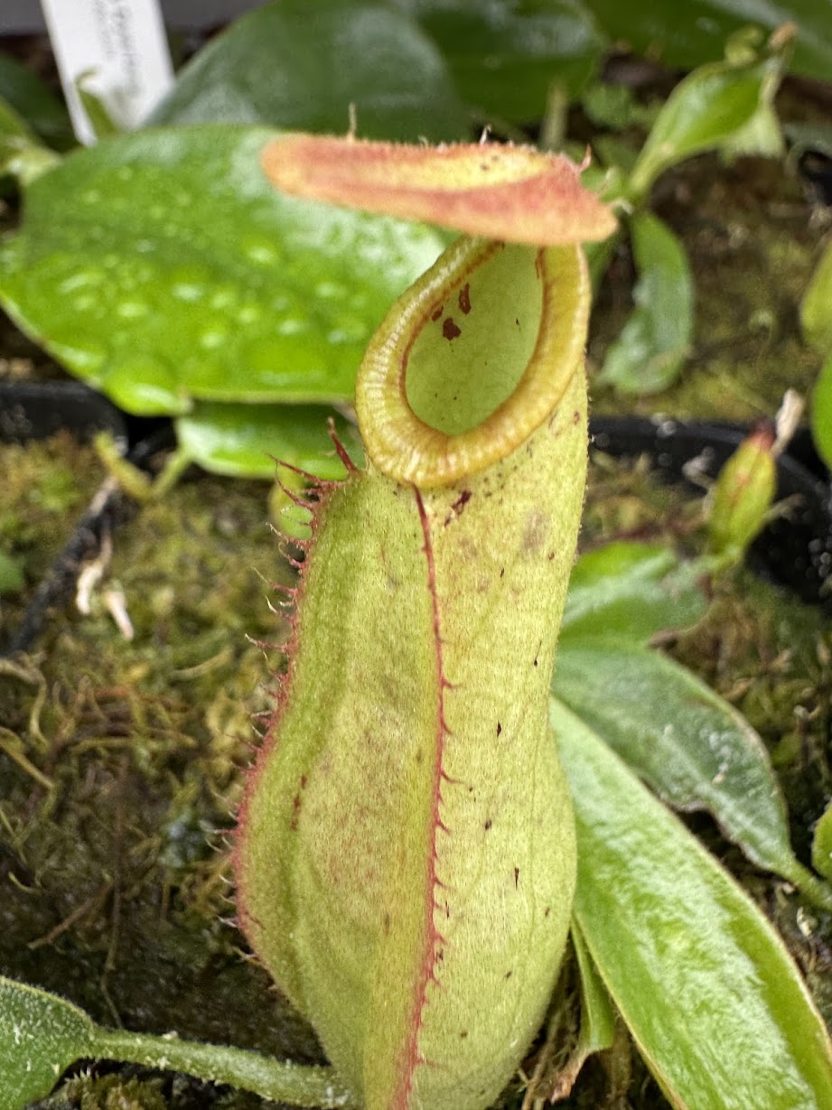 Nepenthes Dyeriana in a 3.5" pot