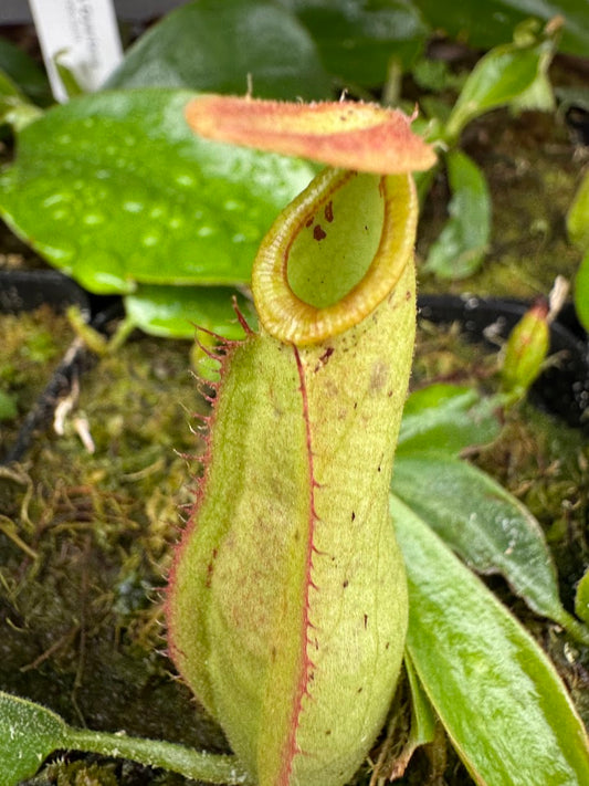 Nepenthes Dyeriana in a 3.5" pot