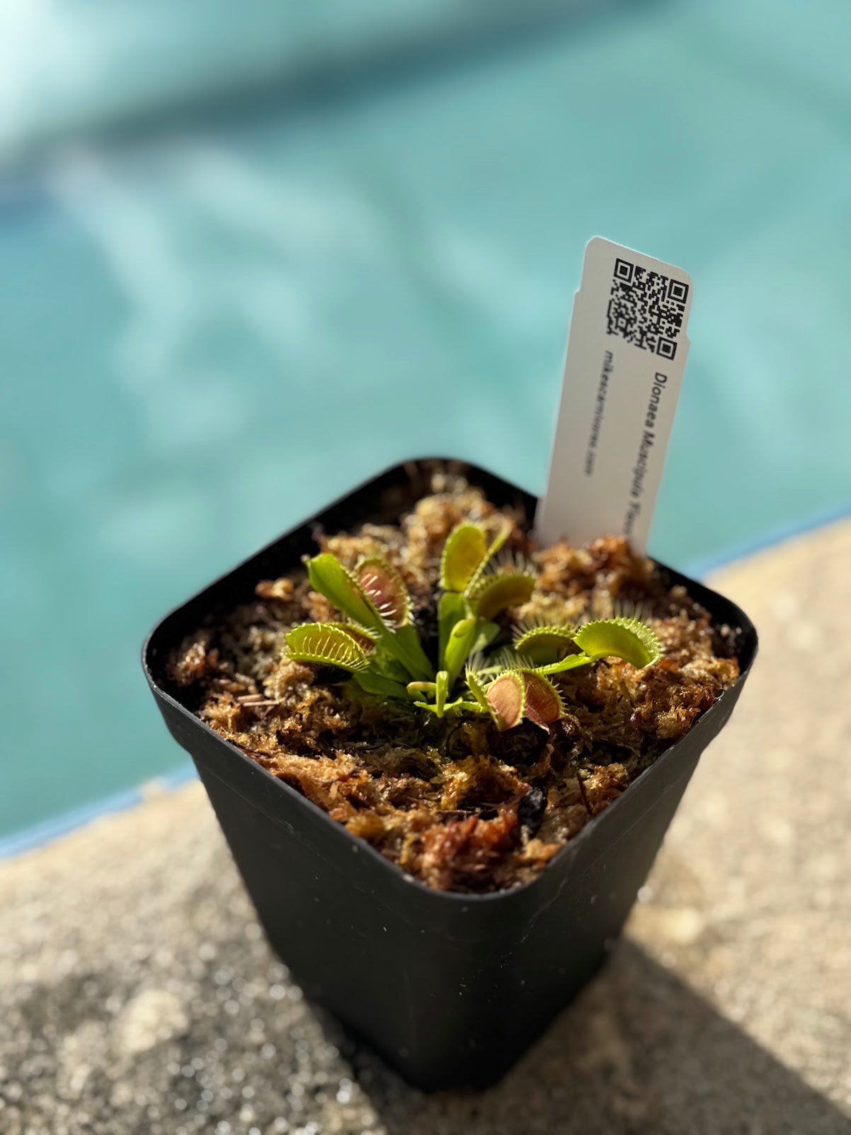 Venus Flytrap (Dionaea Muscipula) 'Flexx' in a 3.5" pot