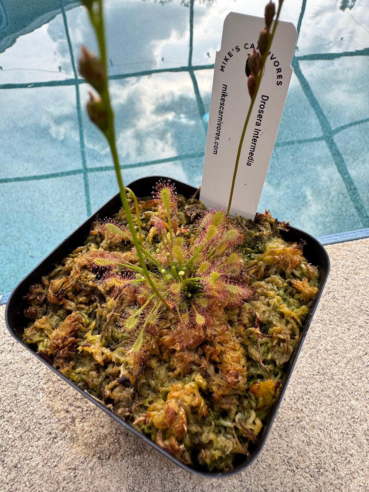 Oblong-leaved sundew - (Drosera Intermedia) in a 3.5" pot