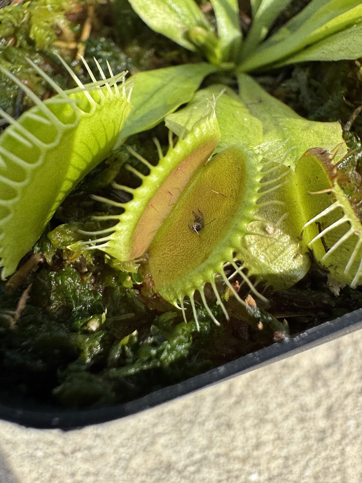 Venus Flytrap (Dionaea Muscipula) 'Mammoth' in a 3.5" pot