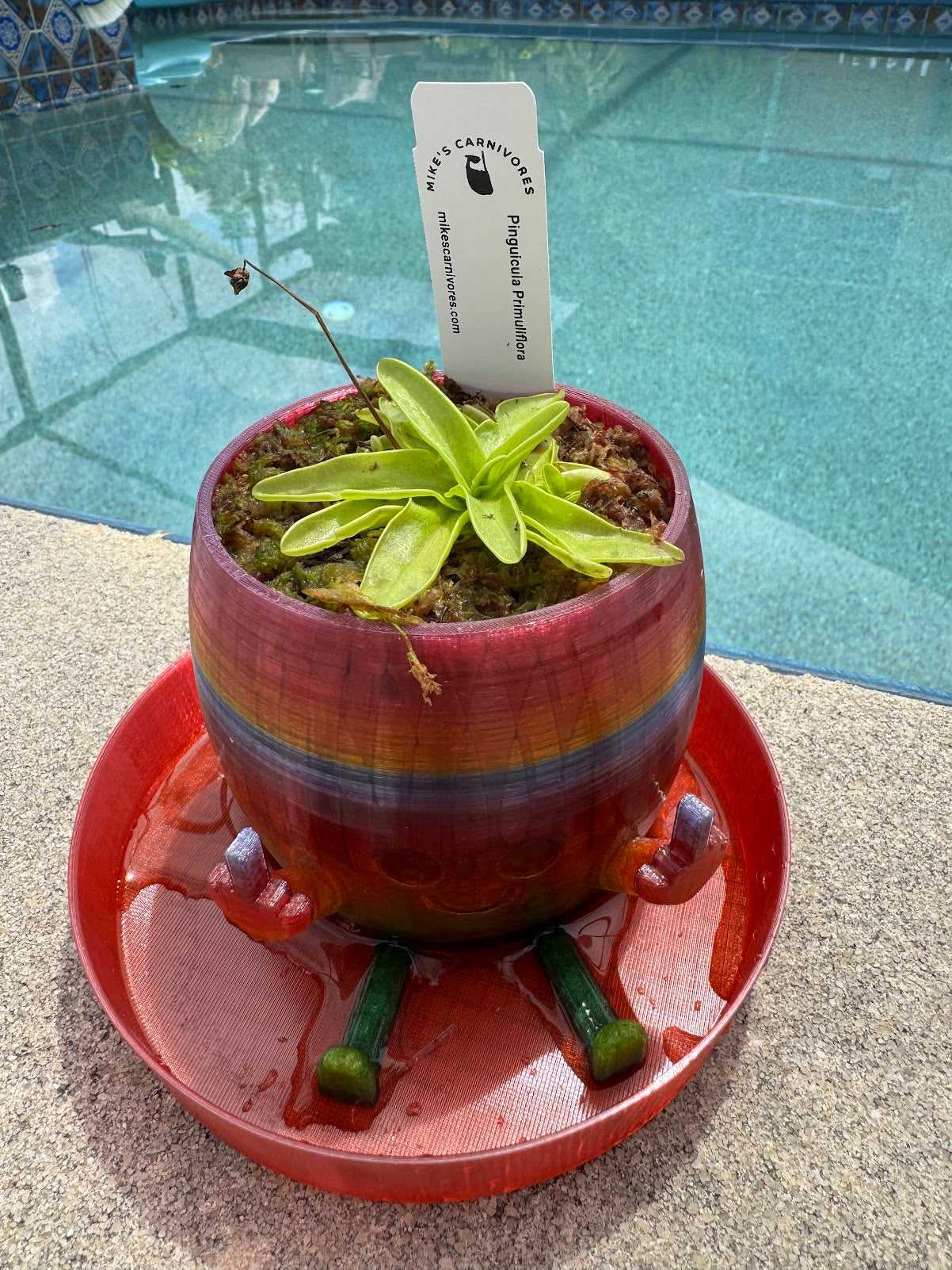 Carnivorous Plant in Middle Finger Pot – Mike's Carnivores
