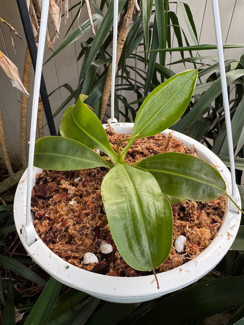 Nepenthes Miranda