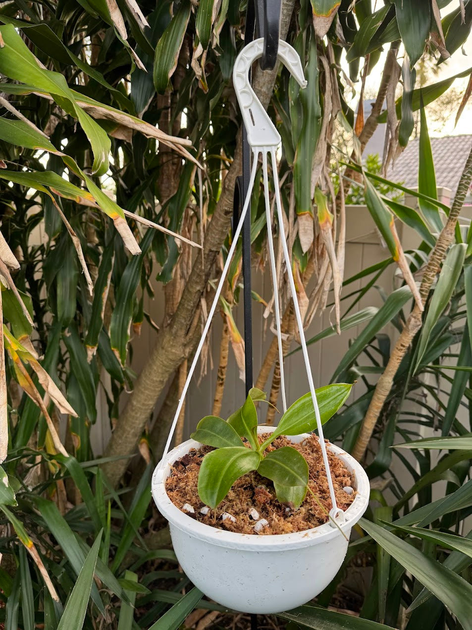 Nepenthes Miranda