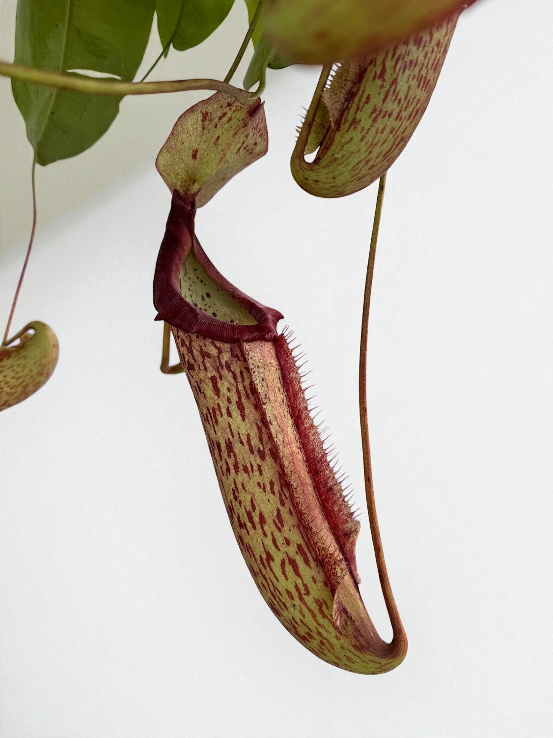 Nepenthes Miranda (XL) in a 8" Hanging Basket