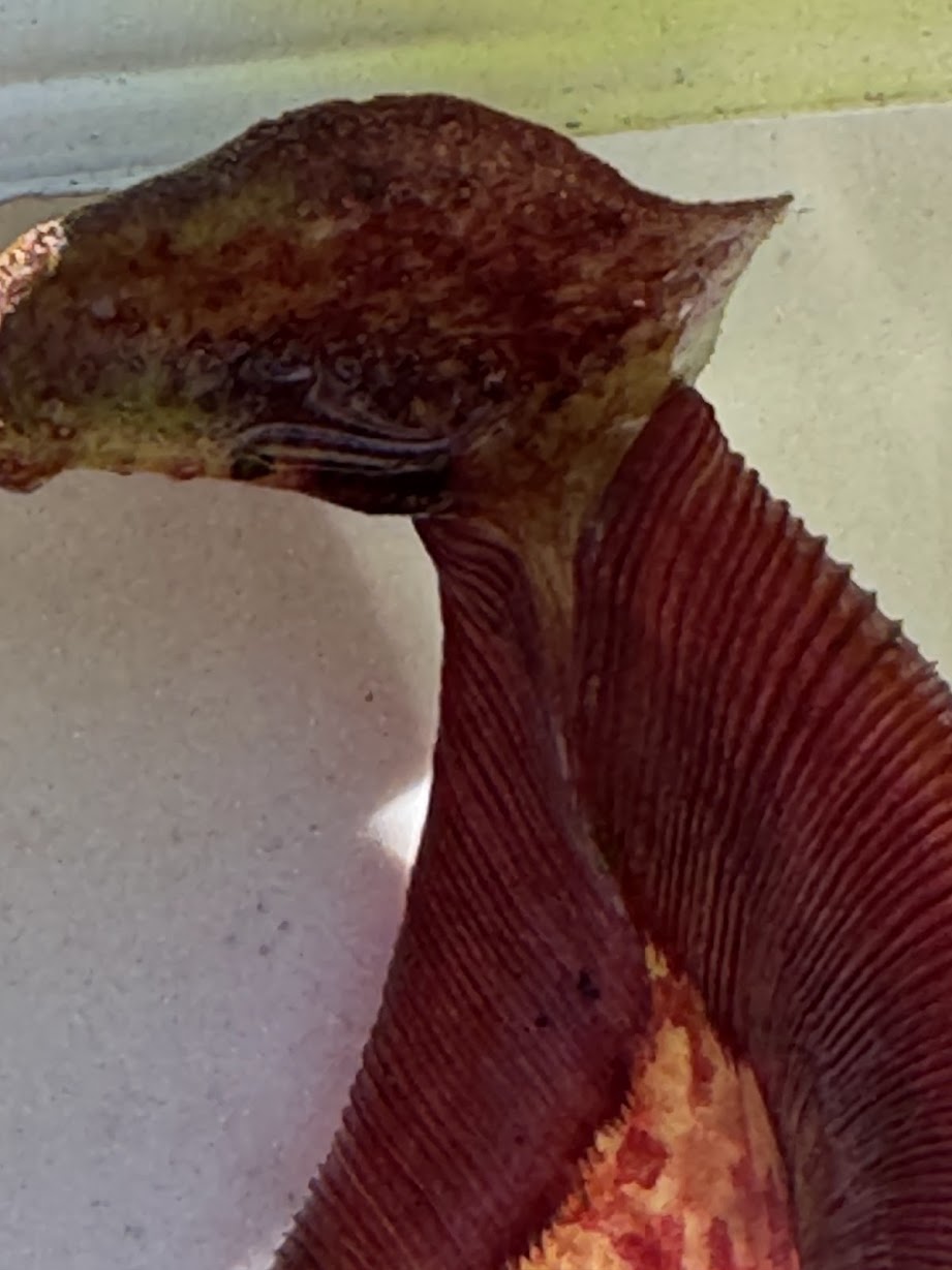 Nepenthes Song of Melancholy x (Sibuyanensis x Truncata), CAR-0047