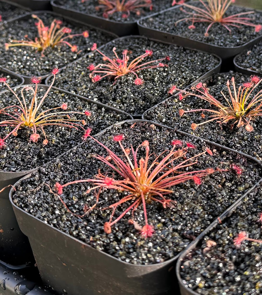 sundew pot plant “Firework” Sundew (Drosera Paradoxa) in a 3.5" pot