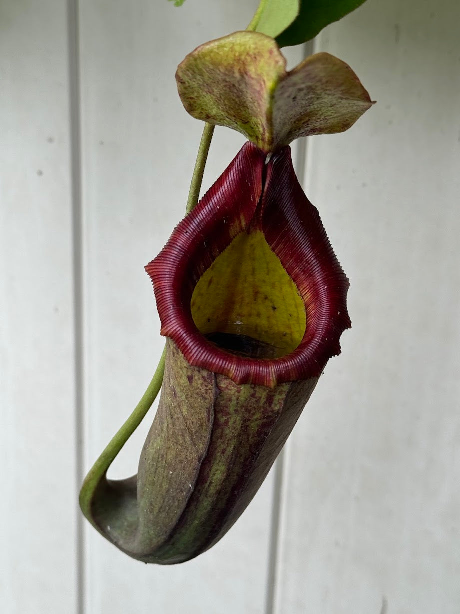 Nepenthes Song of Melancholy x (Sibuyanensis x Truncata), CAR-0047