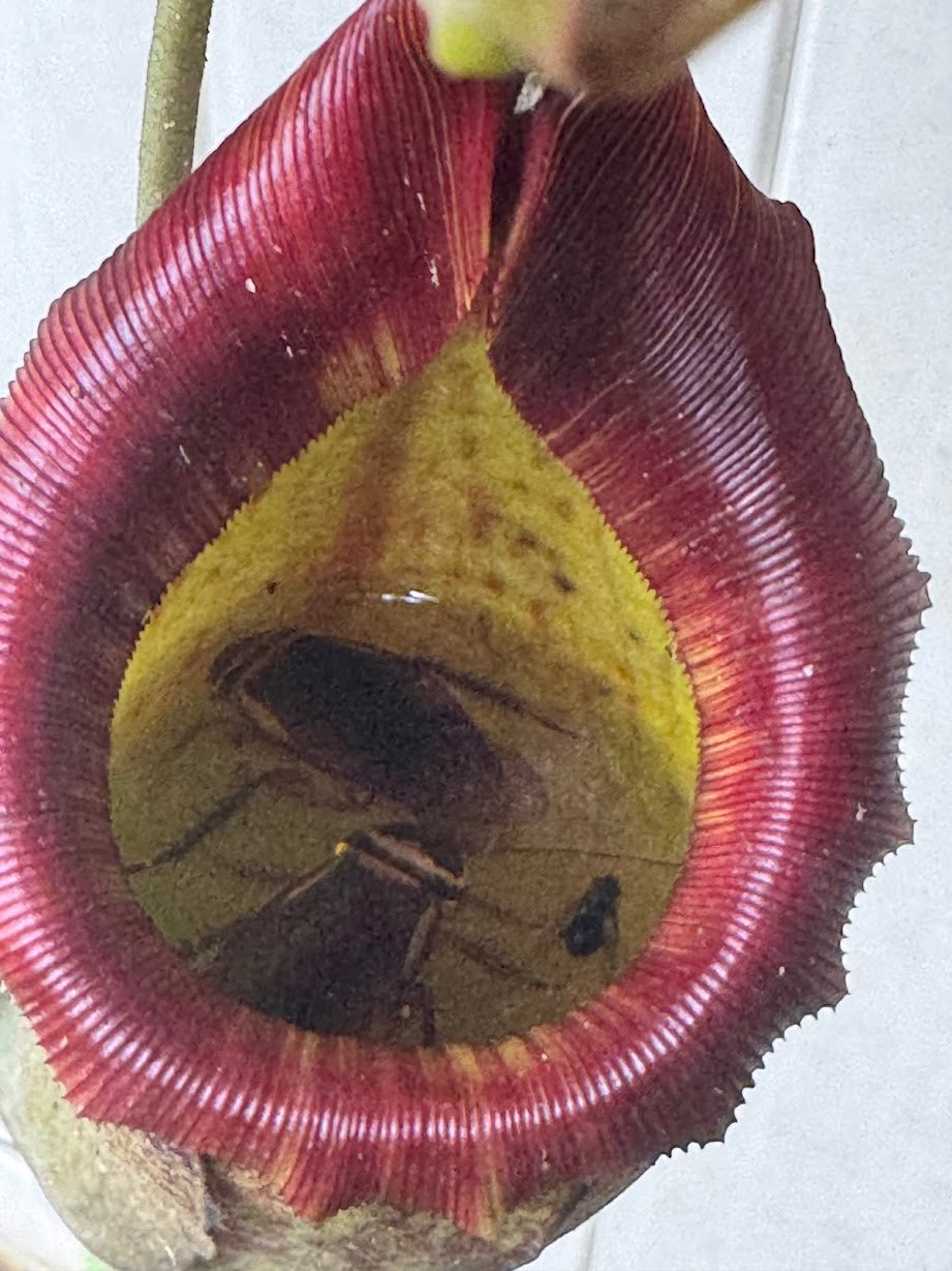 Nepenthes Song of Melancholy x (Sibuyanensis x Truncata), CAR-0047