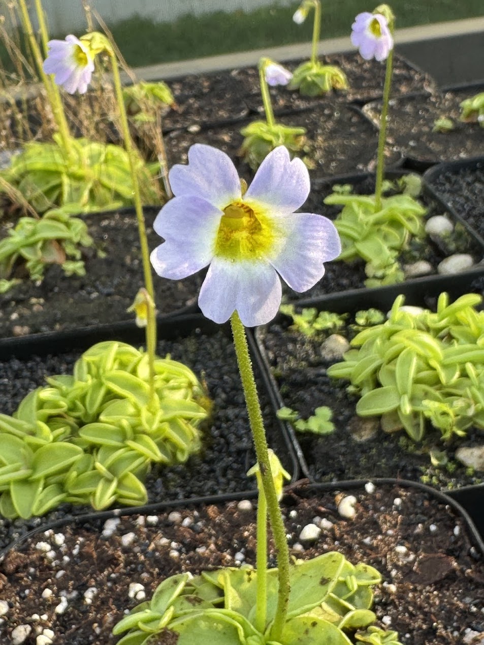 Primrose Butterwort (Pinguicula Primuliflora) in a 3.5" pot