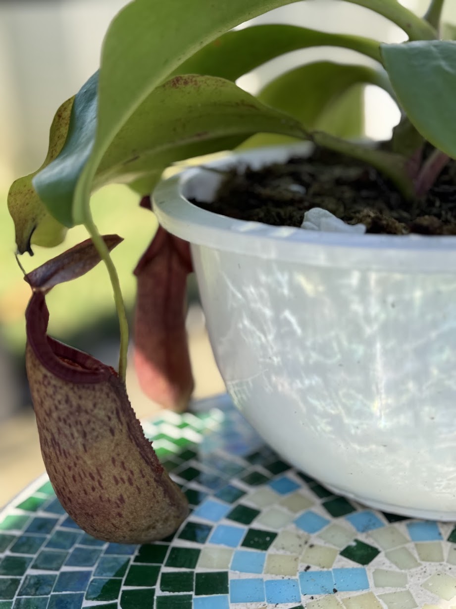 Nepenthes Song of Melancholy x (Sibuyanensis x Truncata), CAR-0047