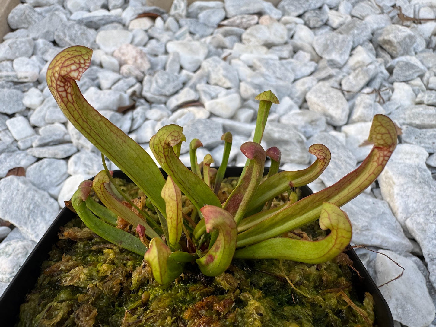 Sarracenia x Scarlet Belle (Sarracenia leucophylla x psittacina) in a 3.5" pot