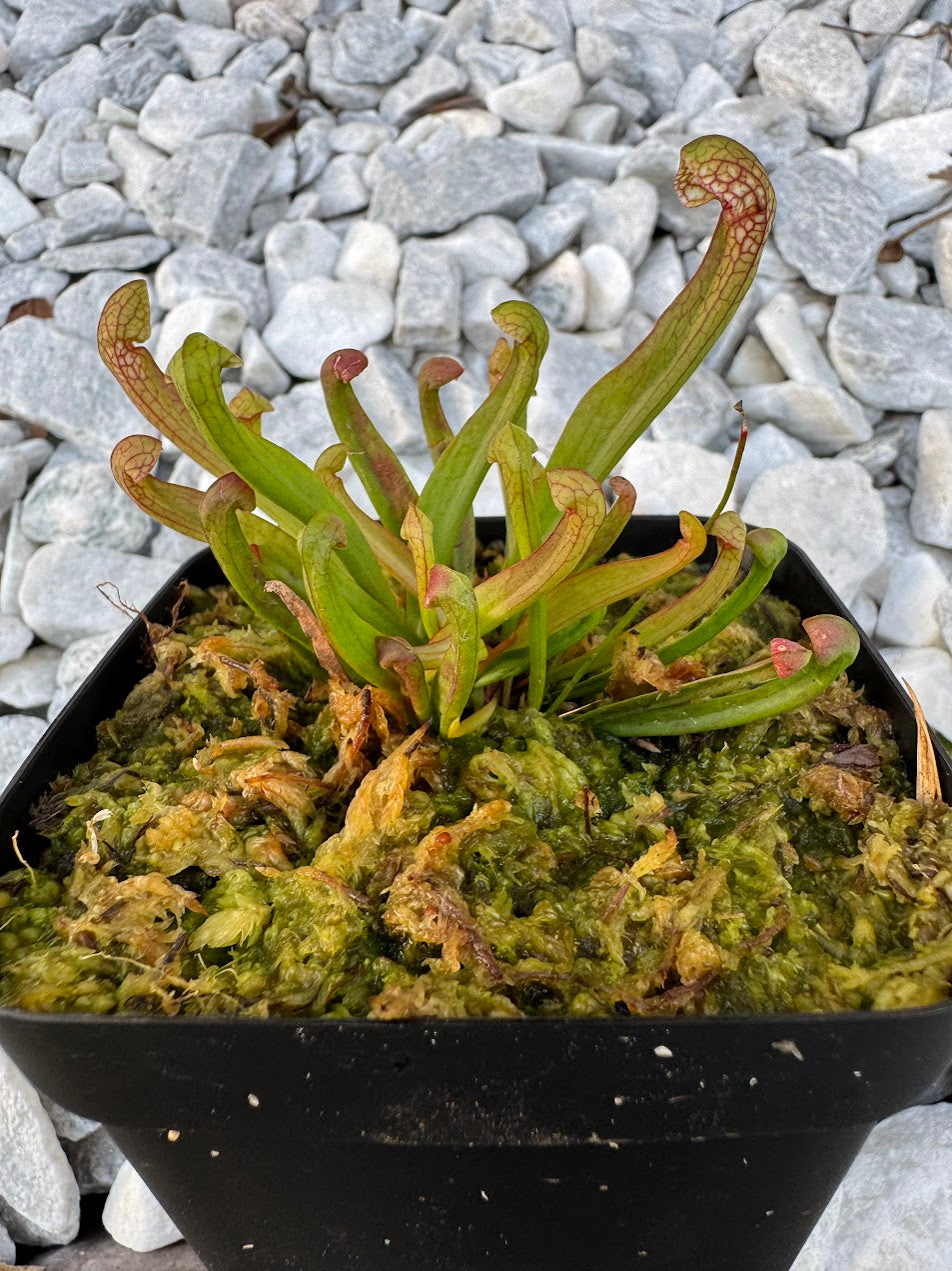 Sarracenia x Scarlet Belle (Sarracenia leucophylla x psittacina) in a 3.5" pot
