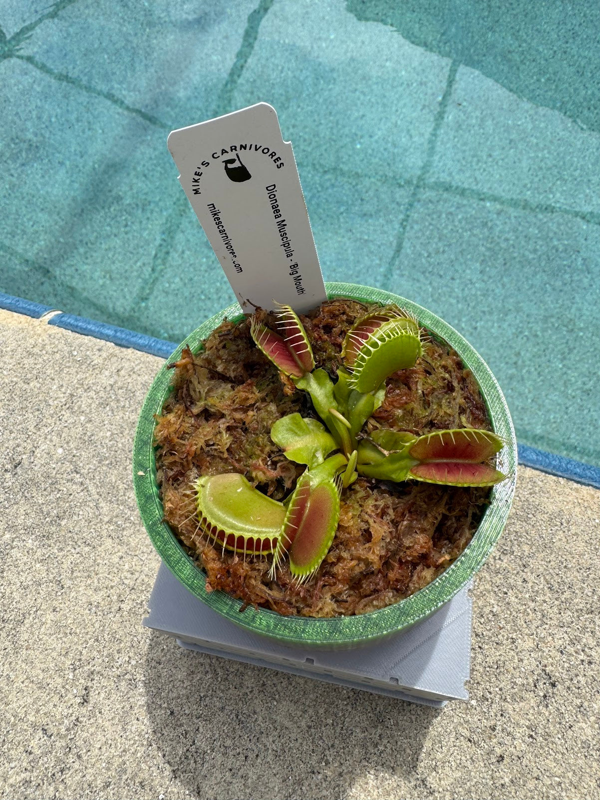 Carnivorous Plant in Sewer Pipe