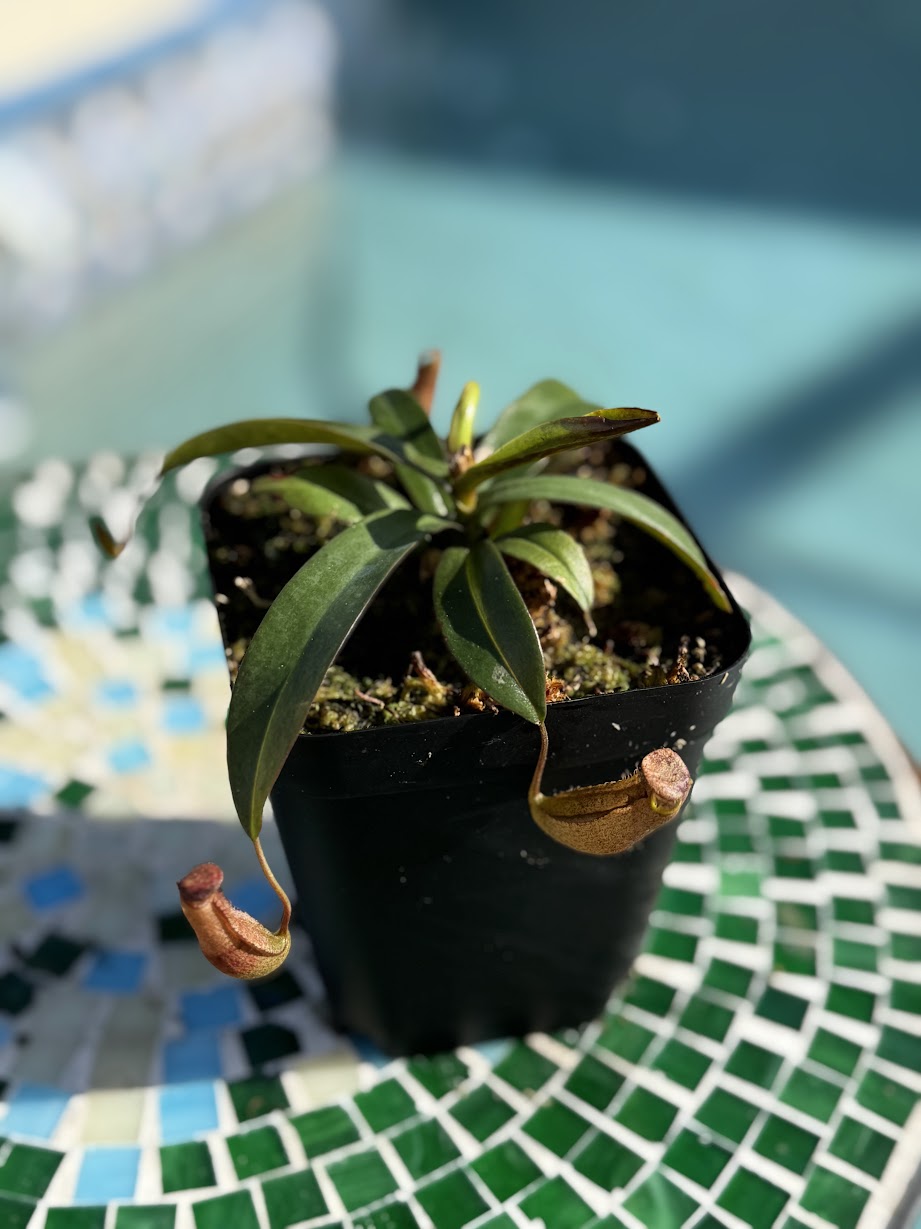 Nepenthes 'Rebecca Soper' in a 3.5" pot