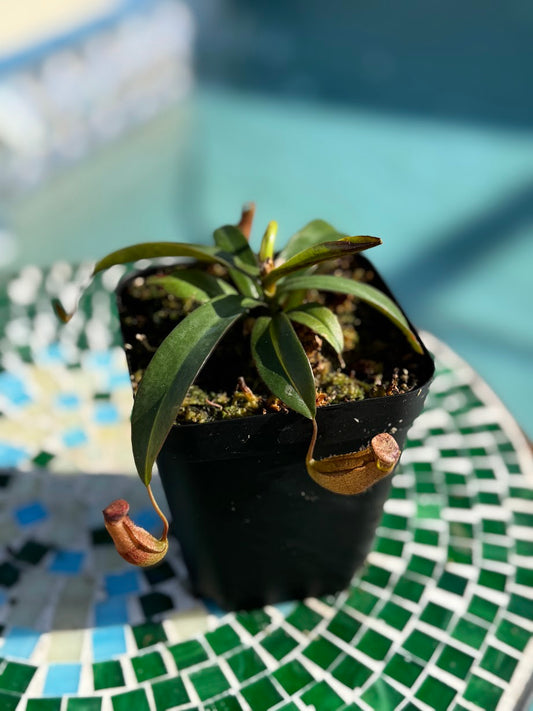 Nepenthes 'Rebecca Soper' in a 3.5" pot