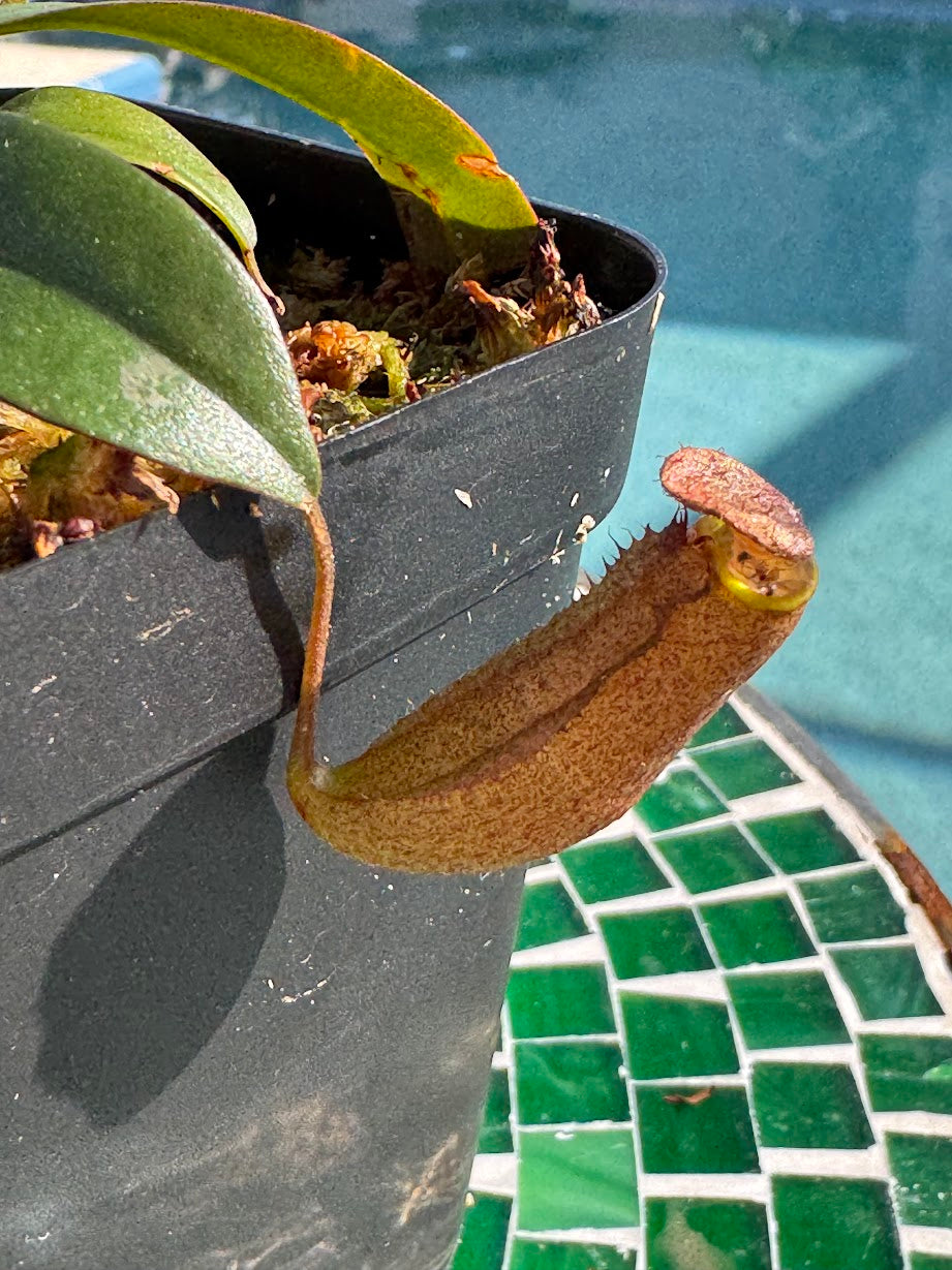 Nepenthes 'Rebecca Soper' in a 3.5" pot
