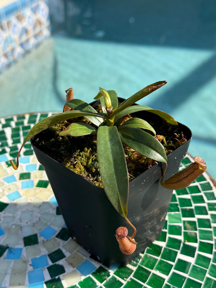 Nepenthes 'Rebecca Soper' in a 3.5" pot
