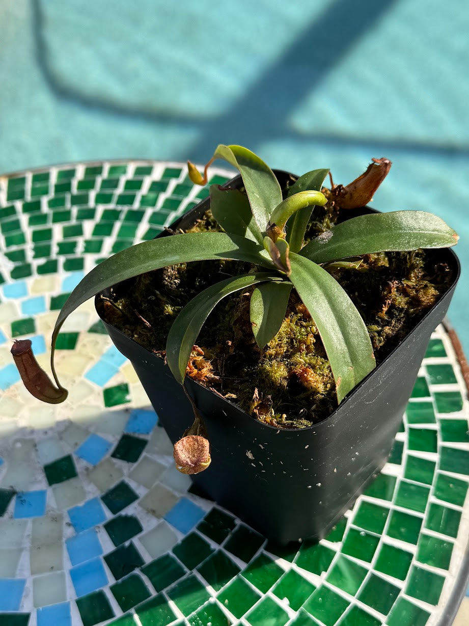 Nepenthes 'Rebecca Soper' in a 3.5" pot