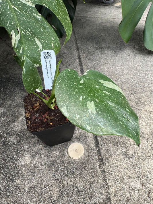 Monstera Deliciosa - 'Thai Constellation' in a 3.5" pot