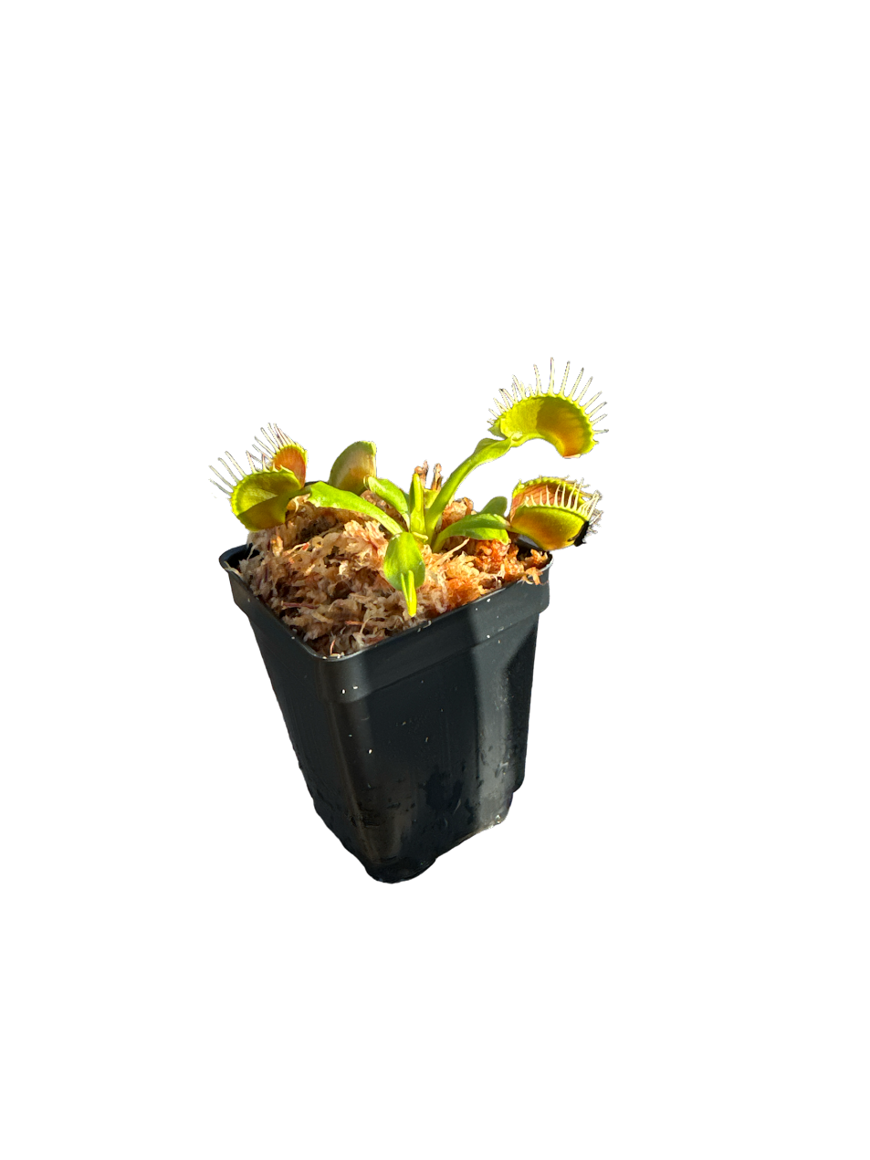 Venus Flytrap (Dionaea Muscipula) 'B52' in a 2.5" pot