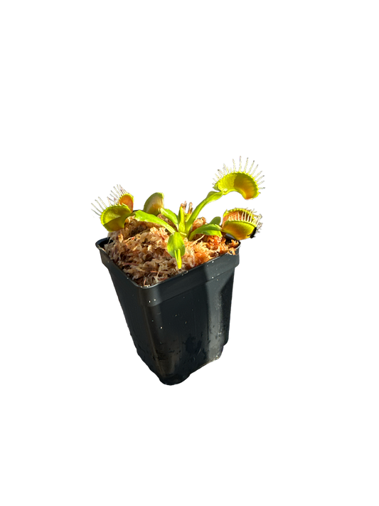 Venus Flytrap (Dionaea Muscipula) 'B52' in a 2.5" pot