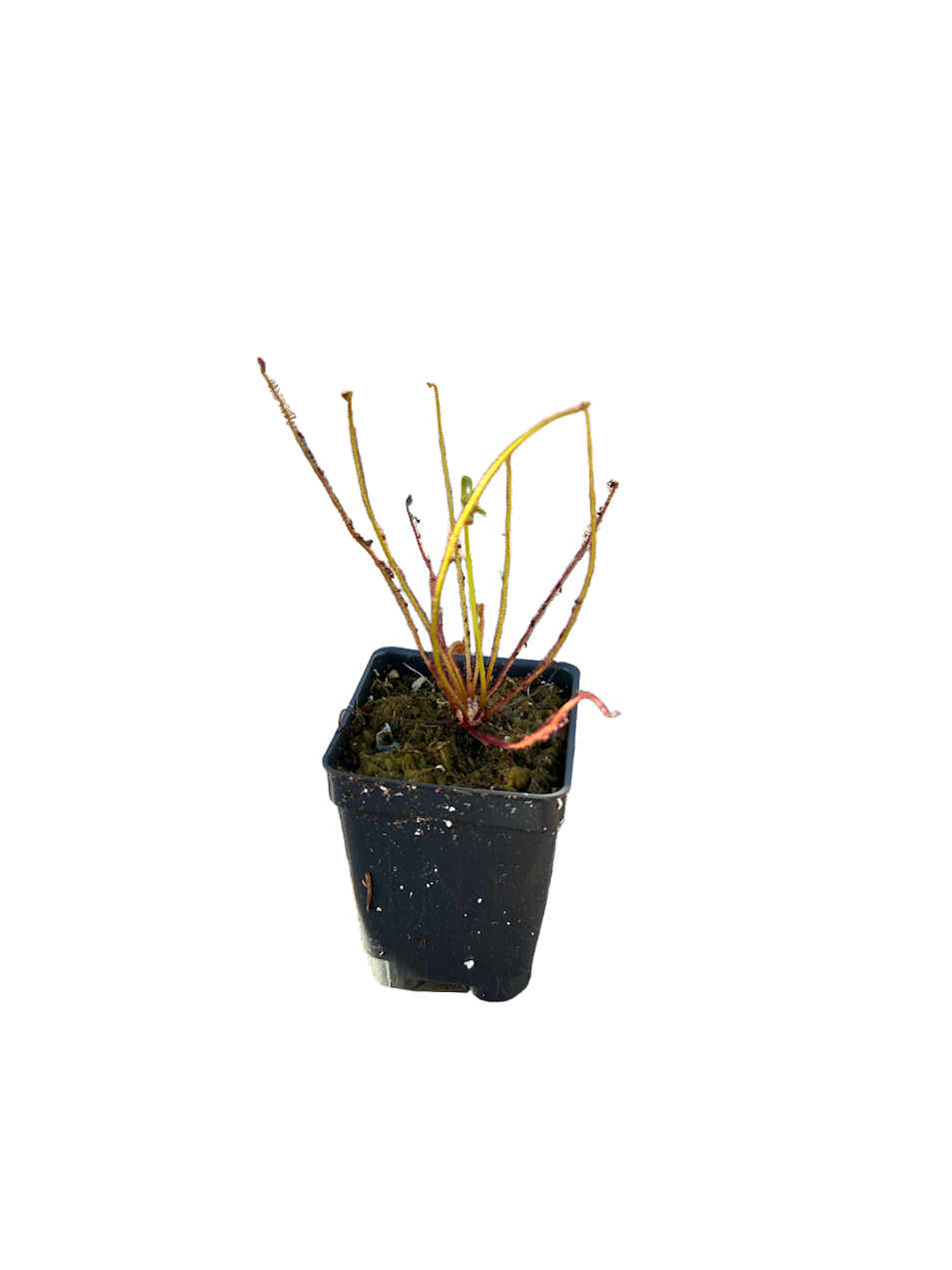 Thread-leaved Sundew (Drosera Filiformis) in a 2.5" pot