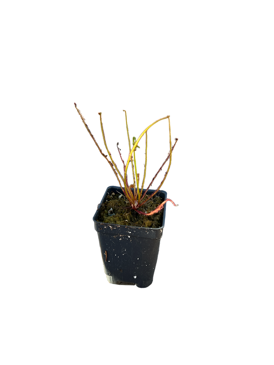 Thread-leaved Sundew (Drosera Filiformis) in a 2.5" pot