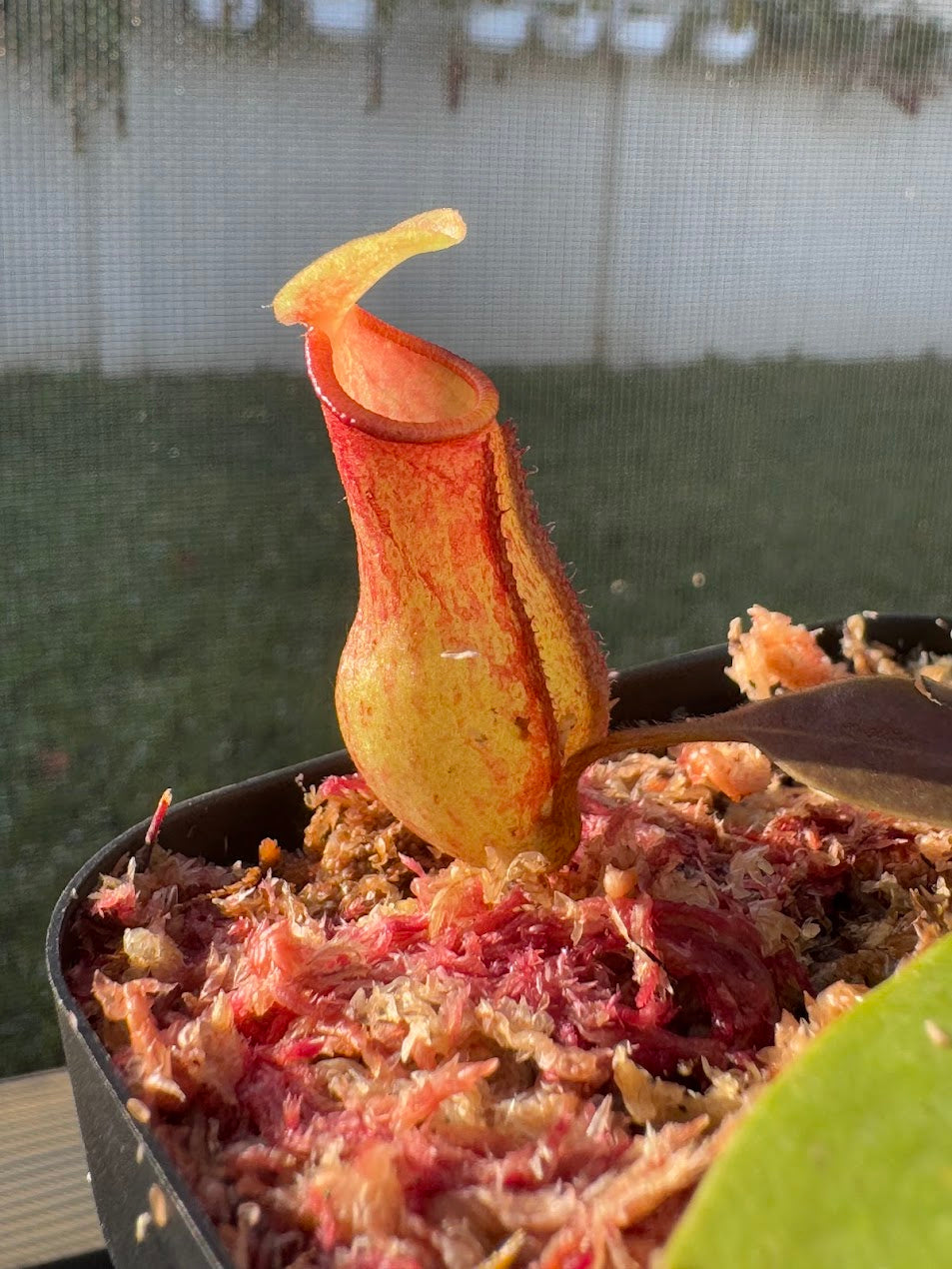 Nepenthes St. Gaya in a 3.5" pot