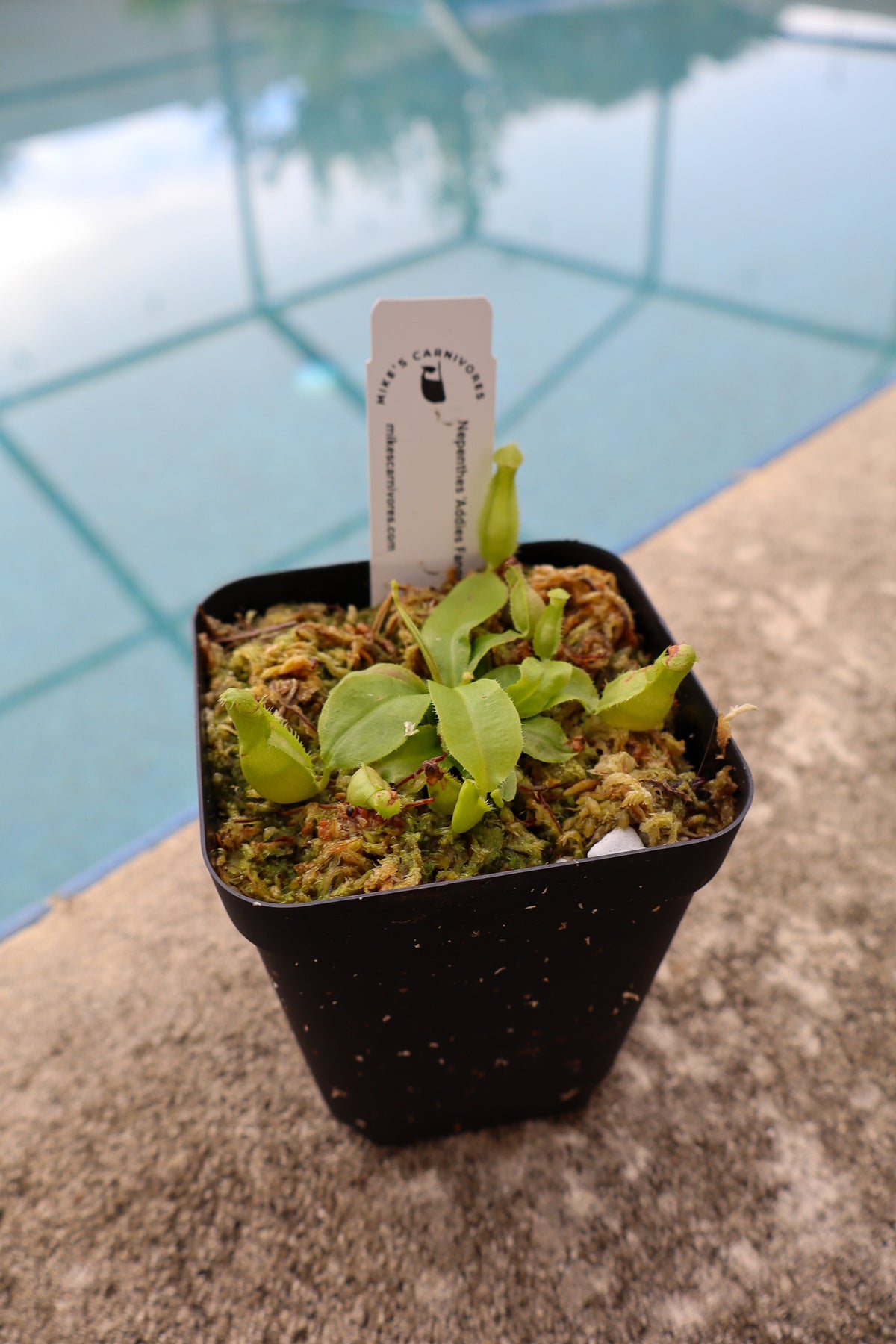 Nepenthes 'Addies Fangs'