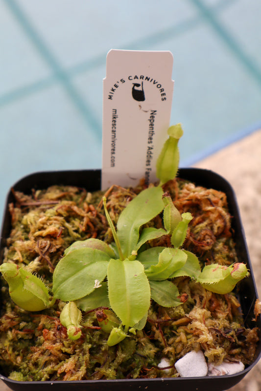 Nepenthes 'Addies Fangs'