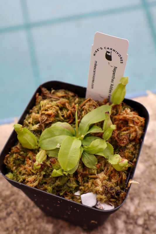 Nepenthes 'Addies Fangs'