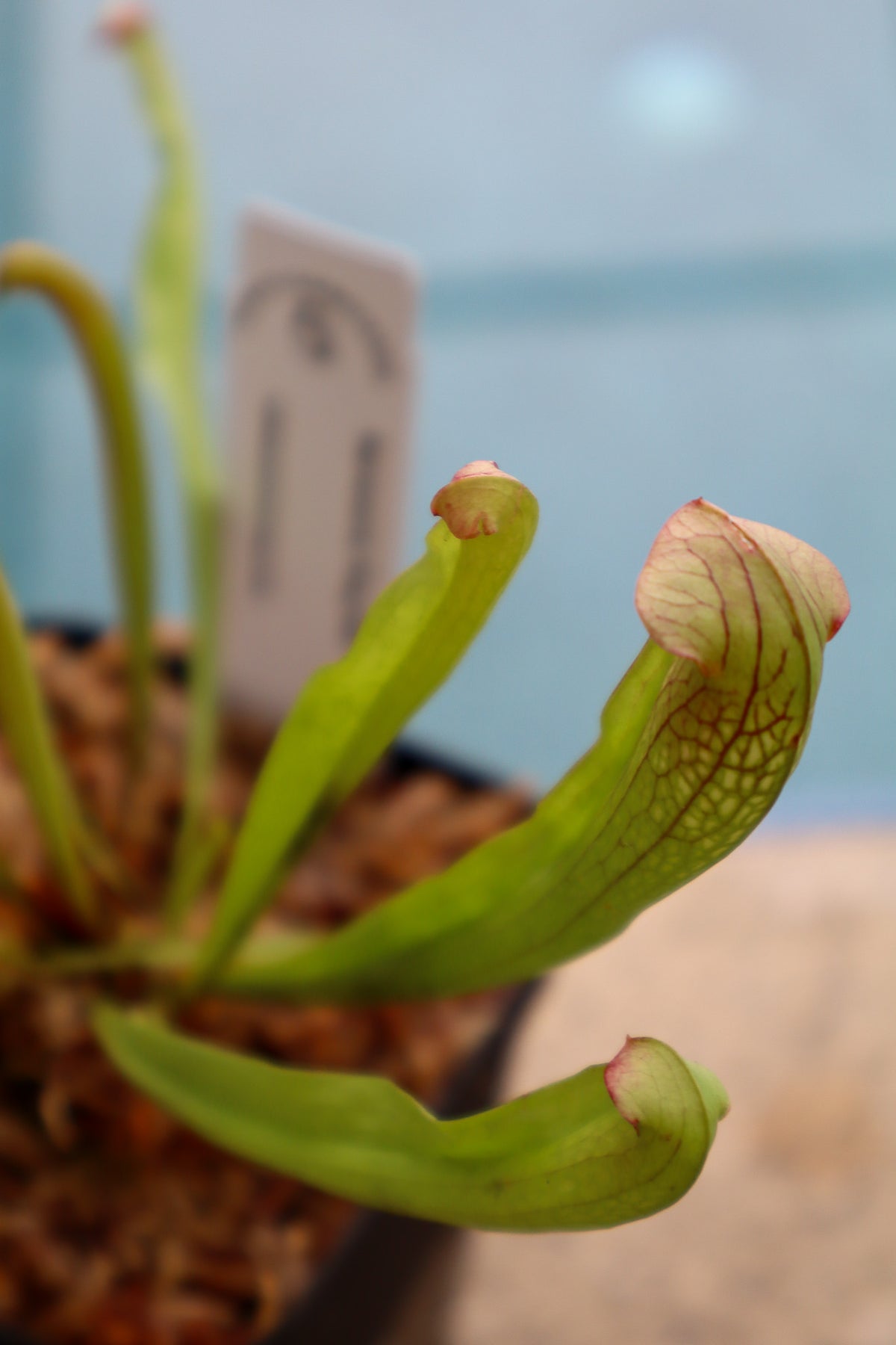 Sarracenia 'Bug Bat' in a 3.5" pot