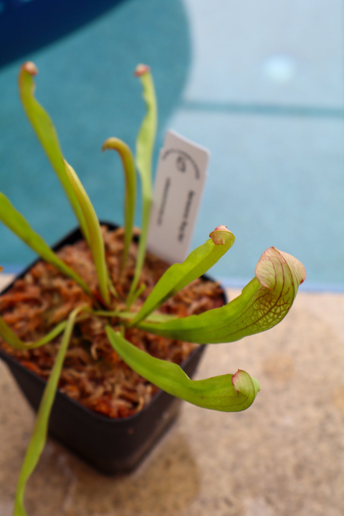 Sarracenia 'Bug Bat' in a 3.5" pot