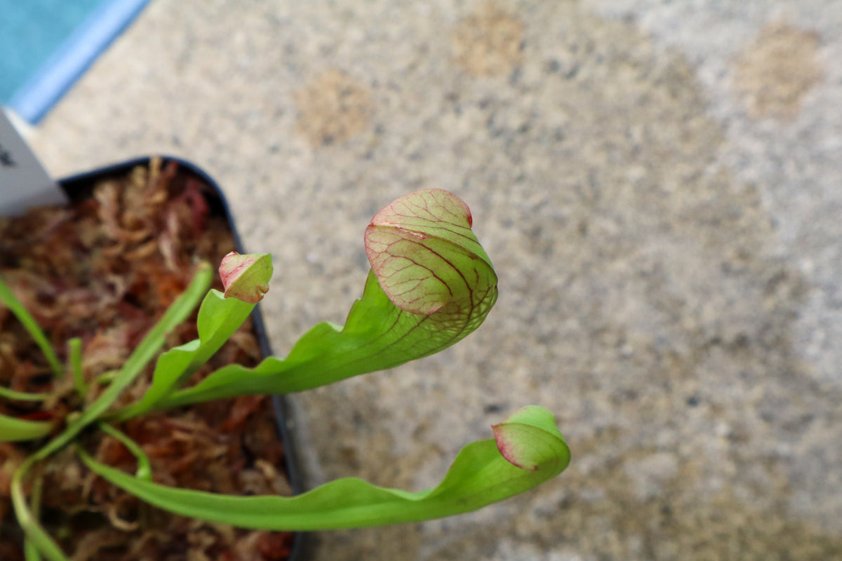 Sarracenia 'Bug Bat' in a 3.5" pot