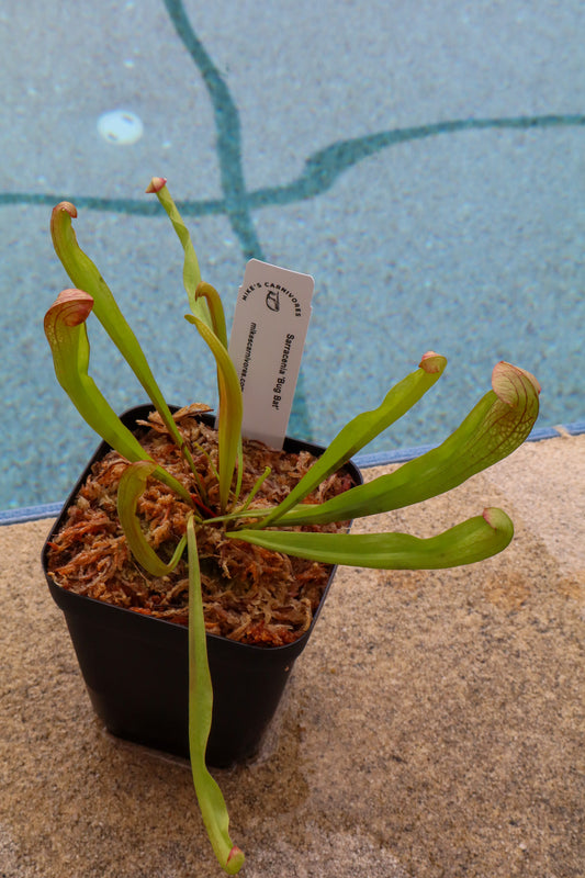 Sarracenia 'Bug Bat' in a 3.5" pot