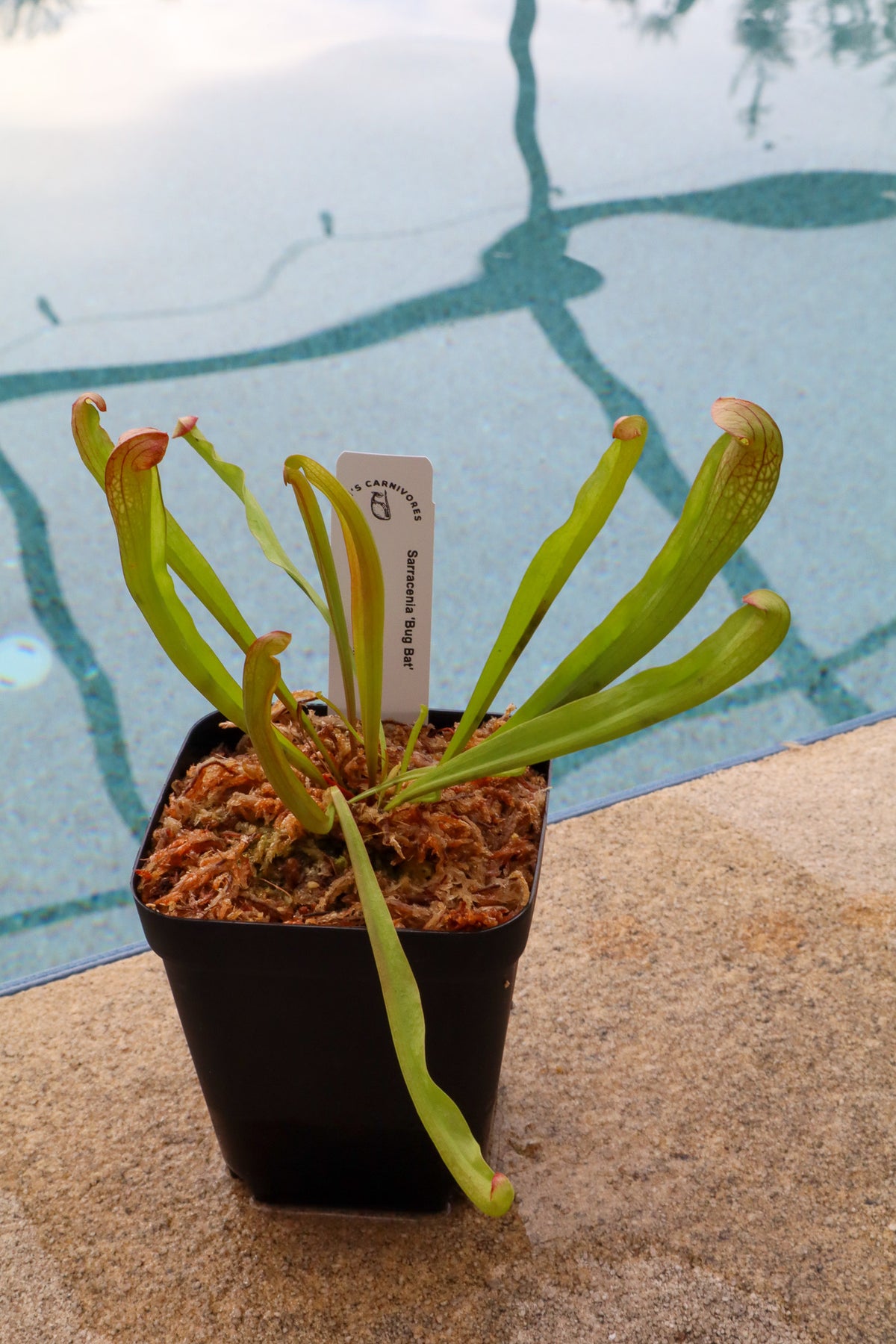 Sarracenia 'Bug Bat' in a 3.5" pot