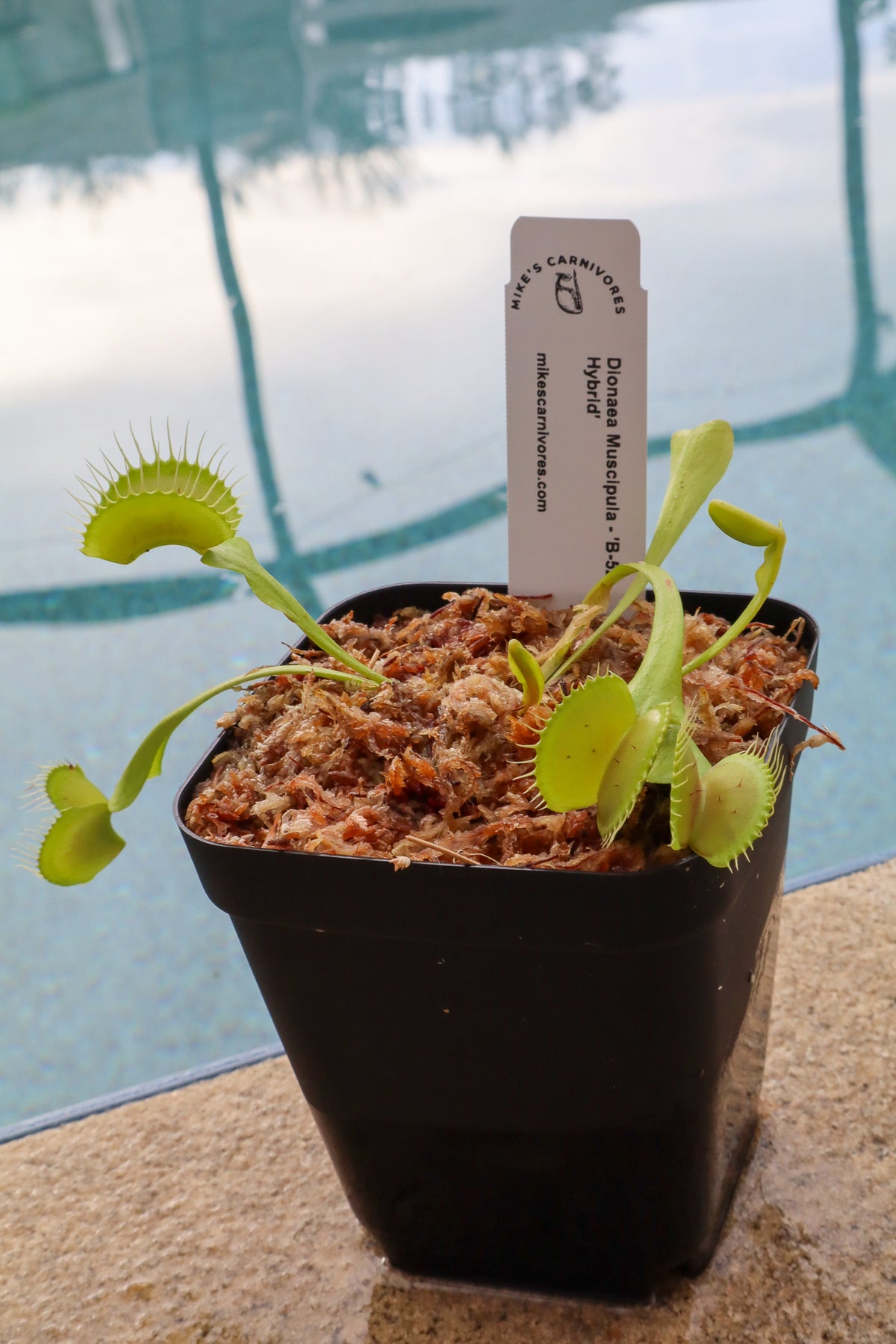 Venus Flytrap (Dionaea Muscipula) 'B-52 Hybrid' in a 3.5" pot