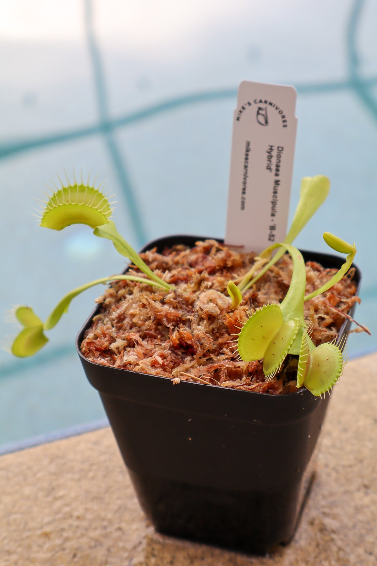 Venus Flytrap (Dionaea Muscipula) 'B-52 Hybrid' in a 3.5" pot