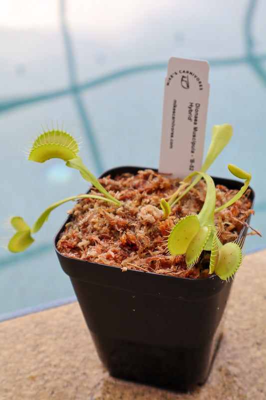 Venus Flytrap (Dionaea Muscipula) 'B-52 Hybrid' in a 3.5" pot