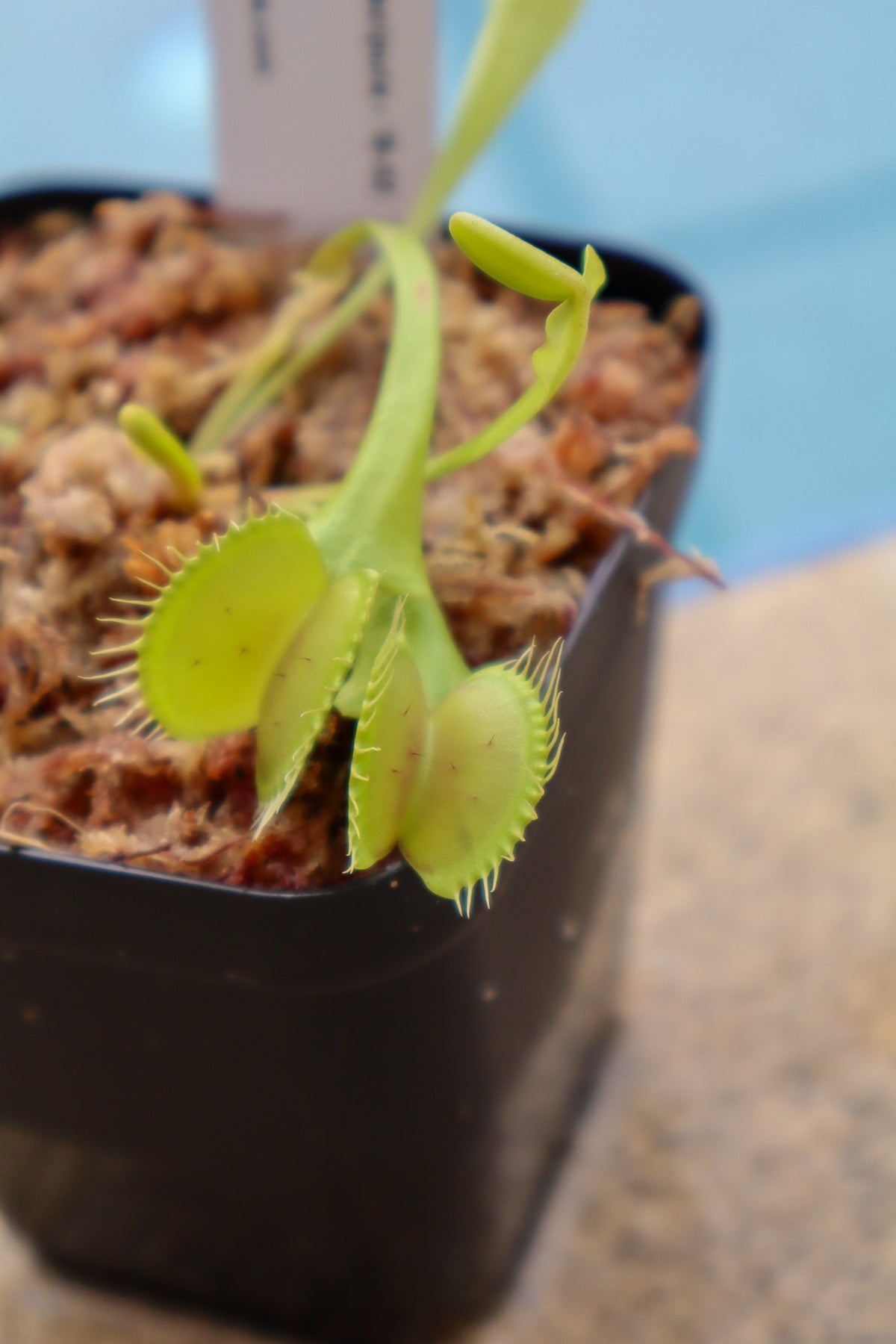 Venus Flytrap (Dionaea Muscipula) 'B-52 Hybrid' in a 3.5" pot