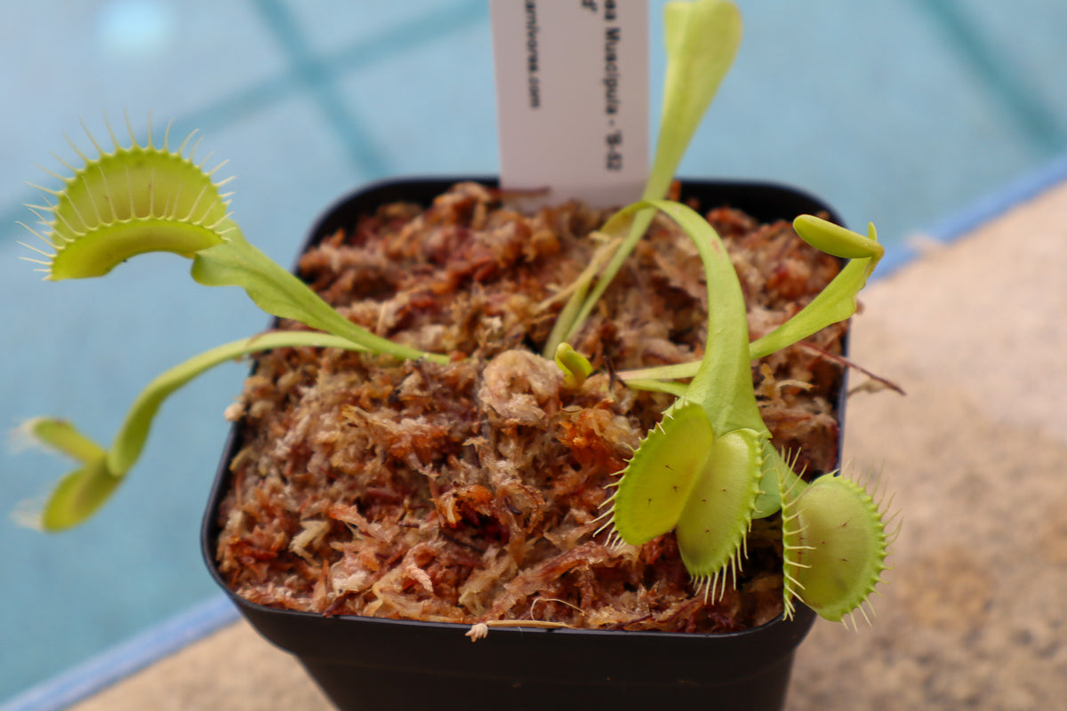 Venus Flytrap (Dionaea Muscipula) 'B-52 Hybrid' in a 3.5" pot