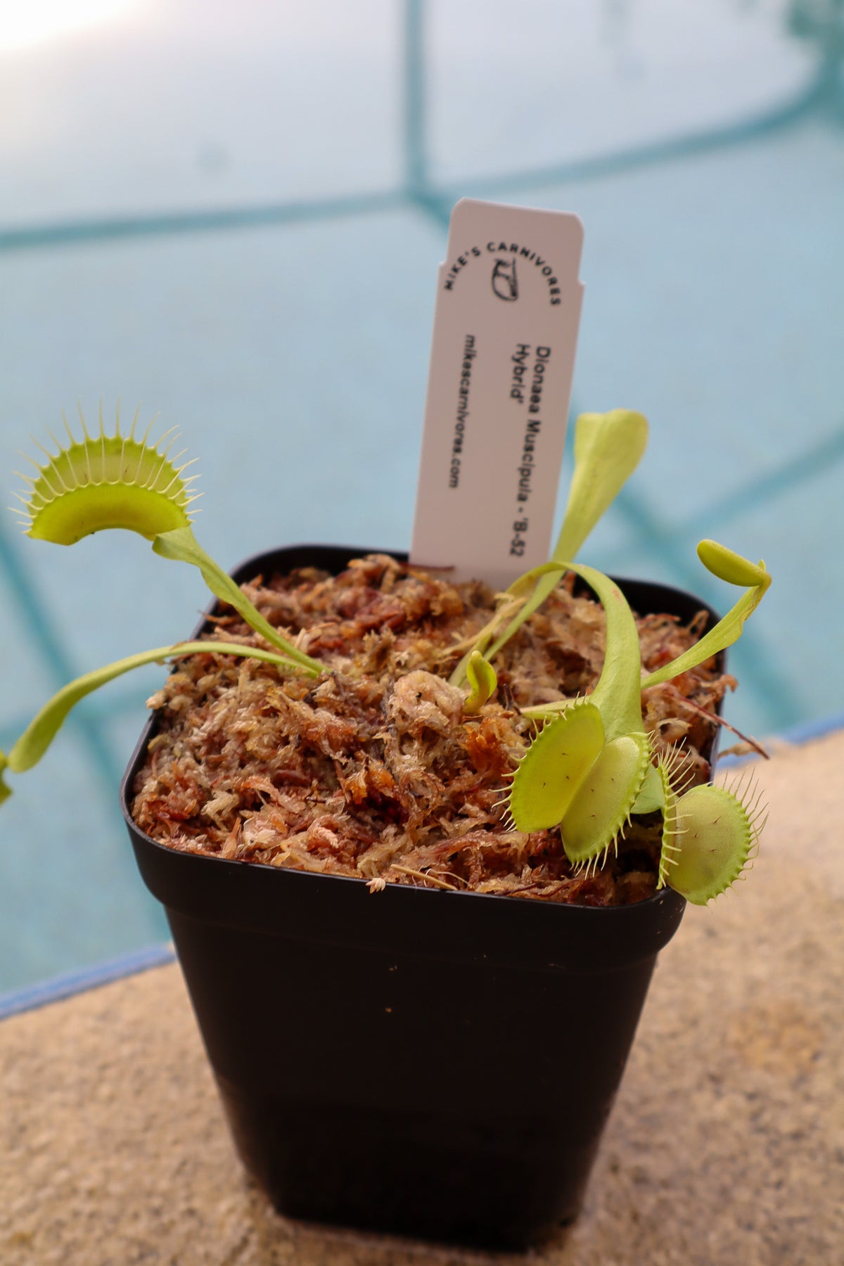 Venus Flytrap (Dionaea Muscipula) 'B-52 Hybrid' in a 3.5" pot