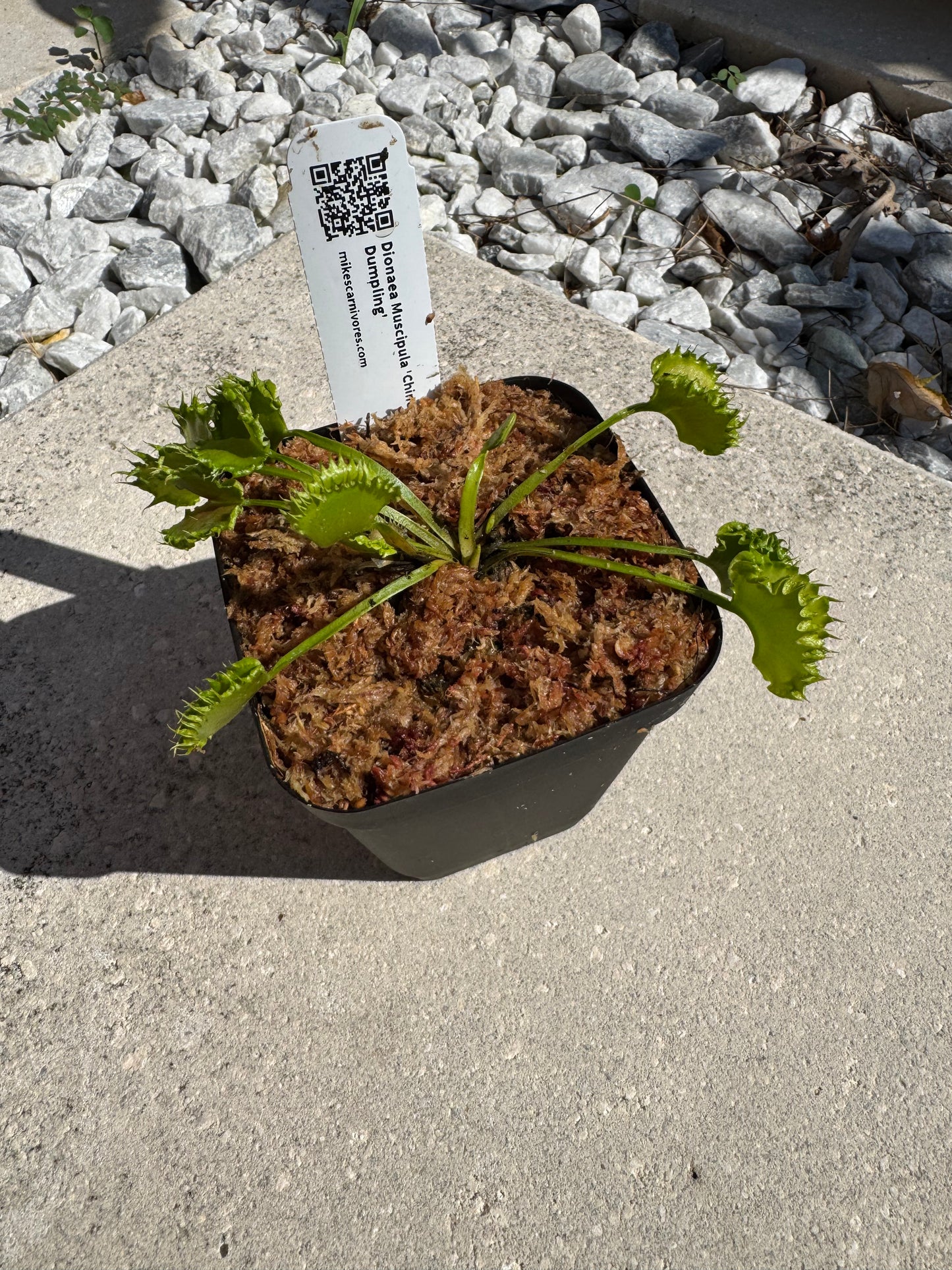 Venus Flytrap (Dionaea Muscipula) 'Chinese Dumpling' in a 3.5" pot
