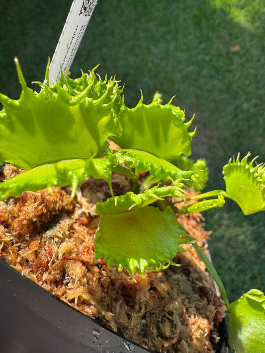 Venus Flytrap (Dionaea Muscipula) 'Chinese Dumpling' in a 3.5" pot