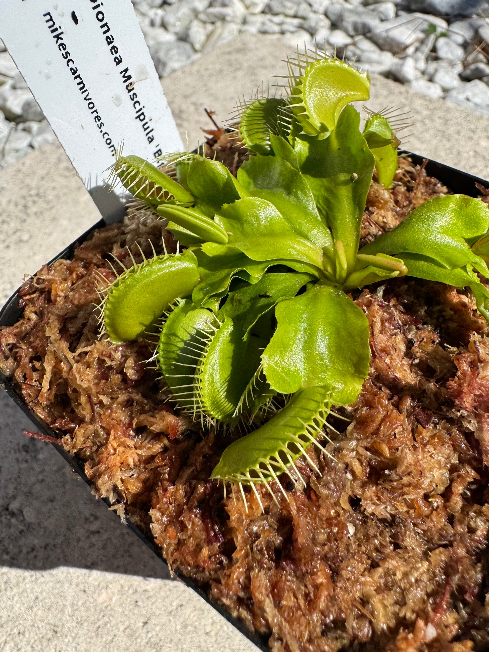 mouth plant pot Venus Flytrap (Dionaea Muscipula) 'Big Mouth' in a 3.5" pot – Mike's Carnivores