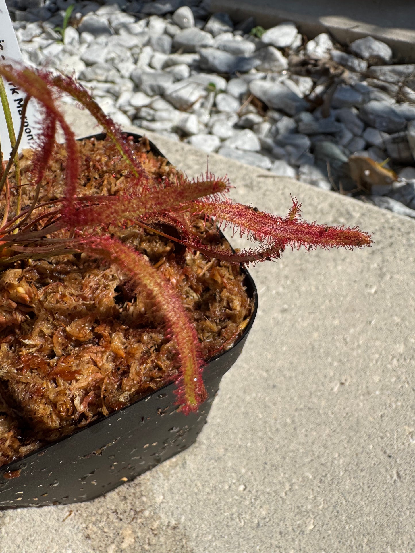 Cape Sundew - 'Dark Maroon' (Drosera Capensis) in a 3.5" pot