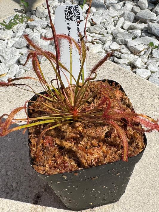 Cape Sundew - 'Dark Maroon' (Drosera Capensis) in a 3.5" pot