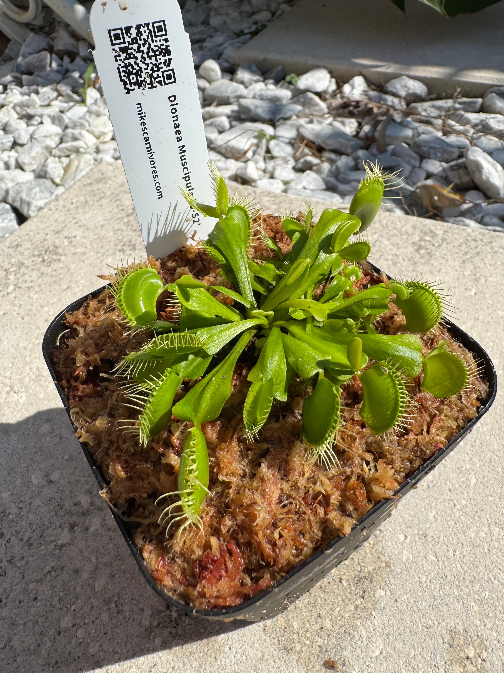Venus Flytrap (Dionaea Muscipula) 'B-52' in a 3.5