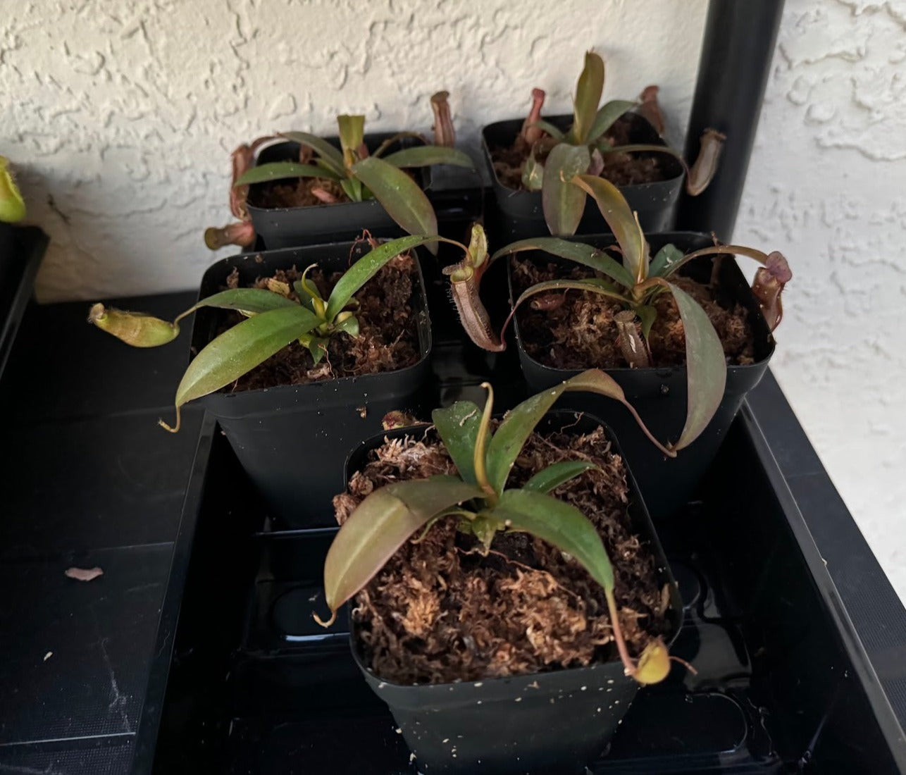 Nepenthes 'Rebecca Soper' in a 3.5" pot